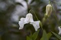 Clematis integrifolia Alba IMG_4764 Powojnik